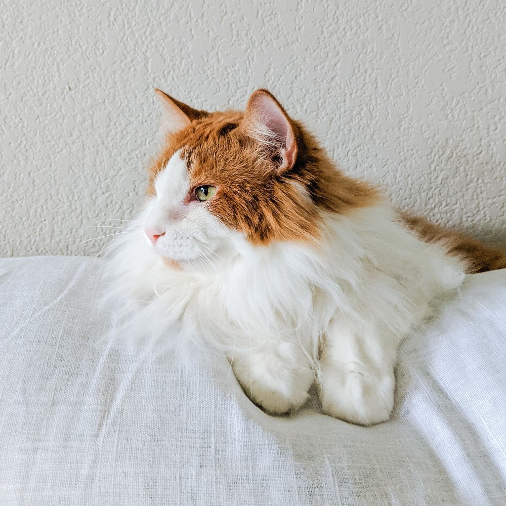 Meet your Posher, Zoeny